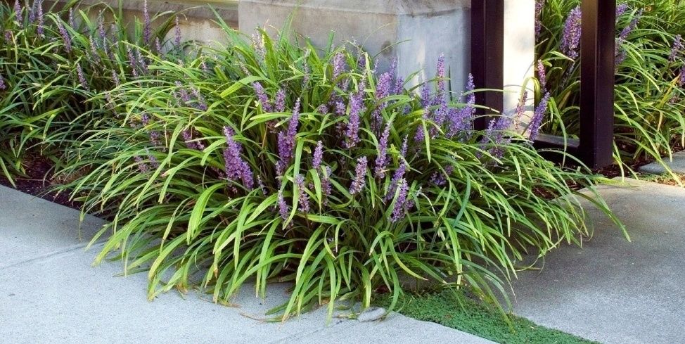 Milin pnącze,Trawka szafirkowa Kaktus epifilum