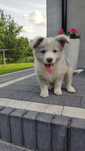 Cudowny piesek Border Collie blue merle - Charlie!