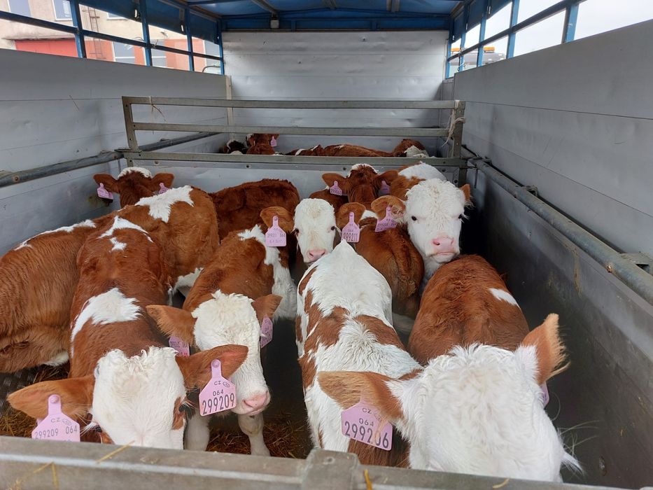 Cielęta Cielaki Byczki