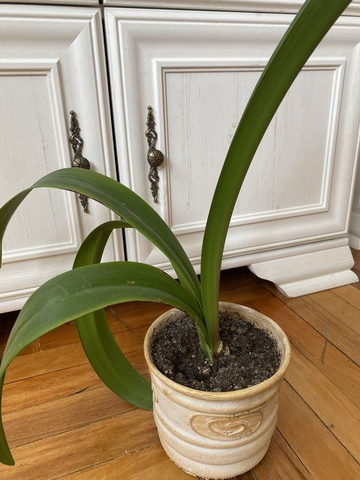 Продам два гощика квітки амариліс.у горщіку по одній цибулині.