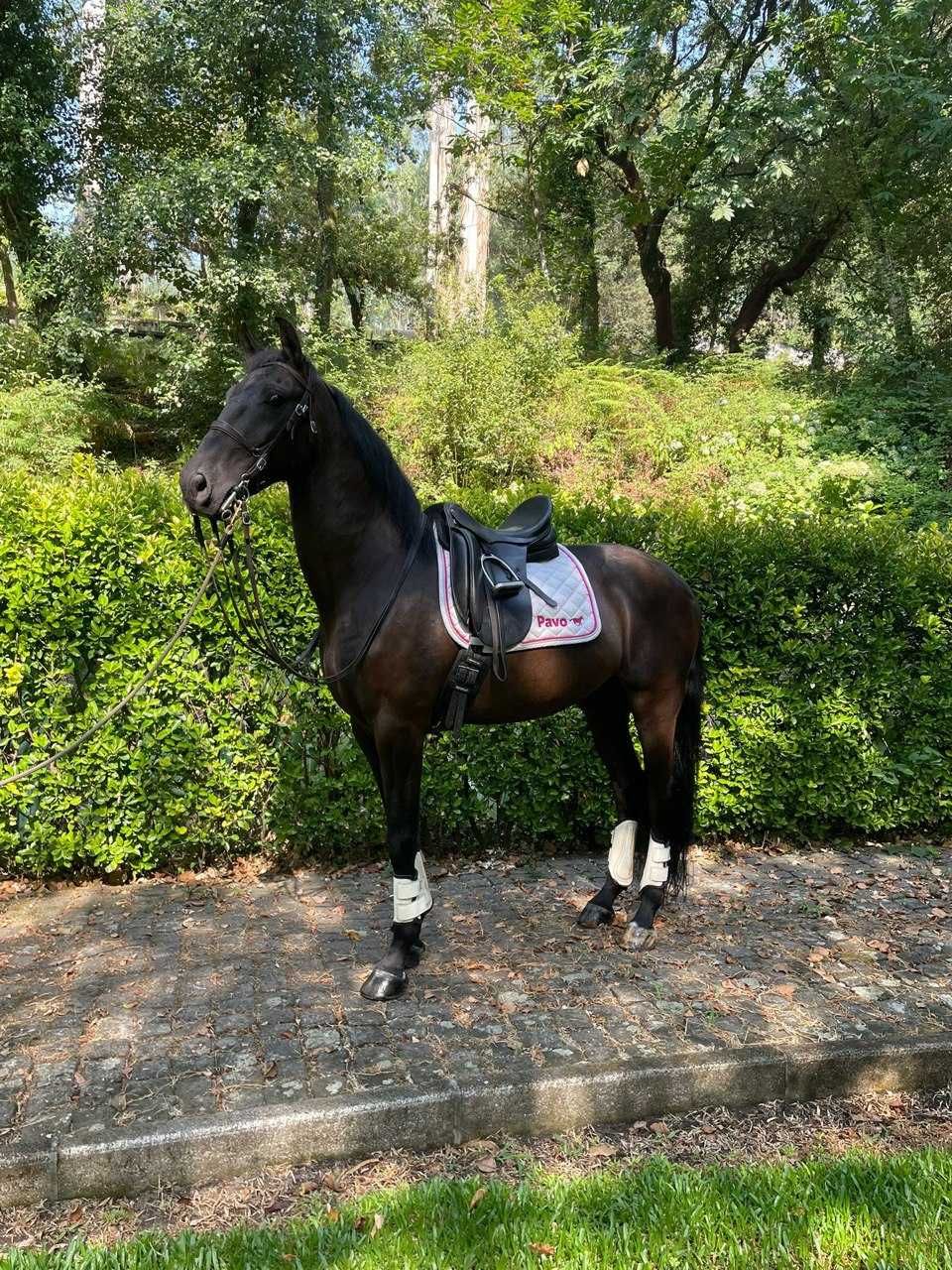 Cavalo - “Lisboa”