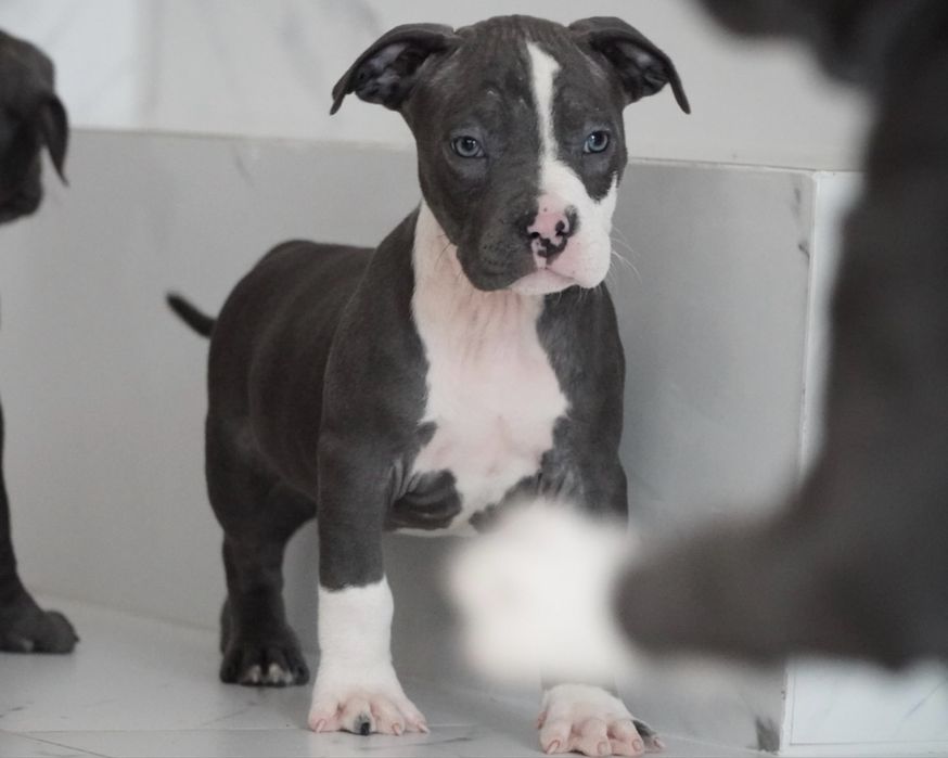 American Staffordshire Terrier blue
