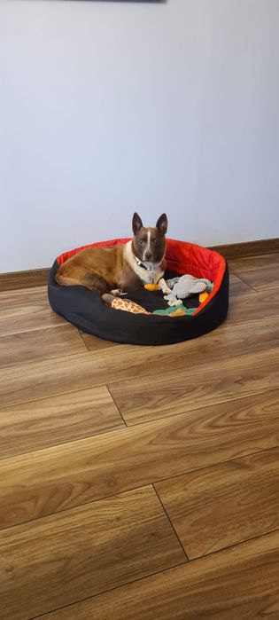 Do Adopcji, do kochanego domu Elunia