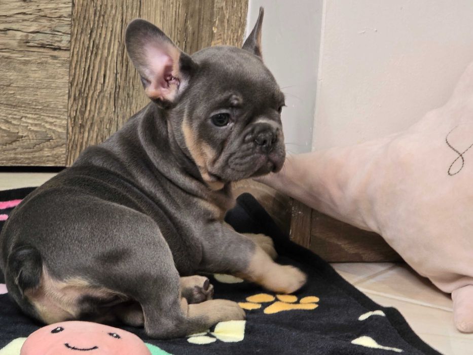 Buldog Francuski piesek Blue Tan