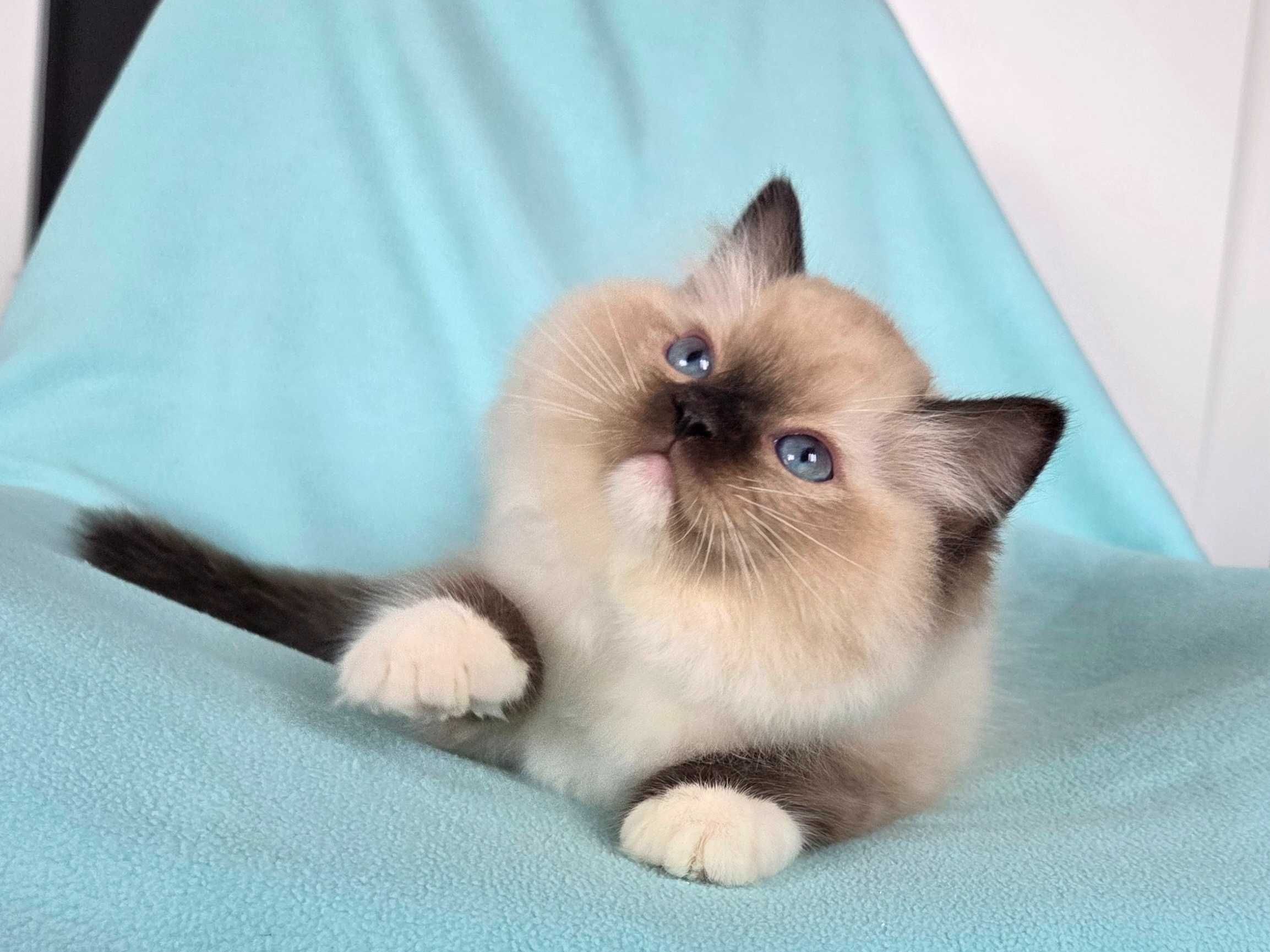 Ragdoll kocur z rodowodem FPL,