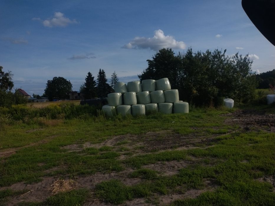 Sianokiszonka z lucerny