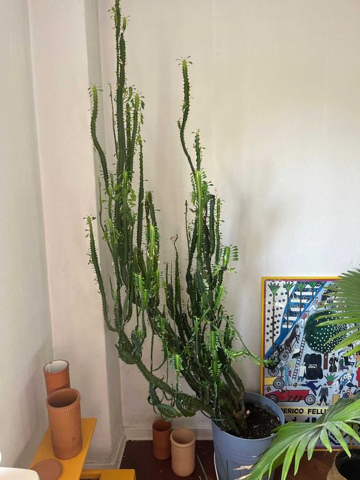 Wilczomlecz trójżebrowy ok 180cm