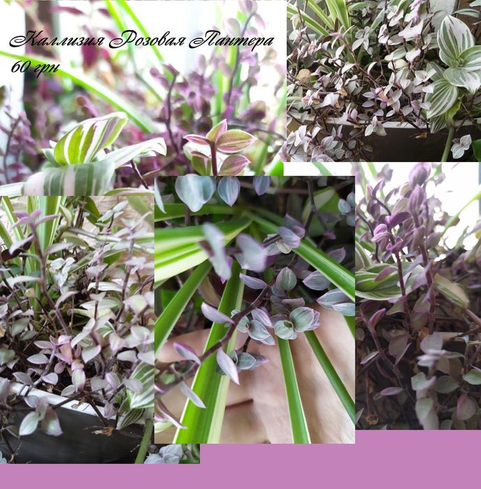 КаллізіяРожеваПантера Крібо РожеваЛеді БьянкаЕлегансКалатеяСильверСтар