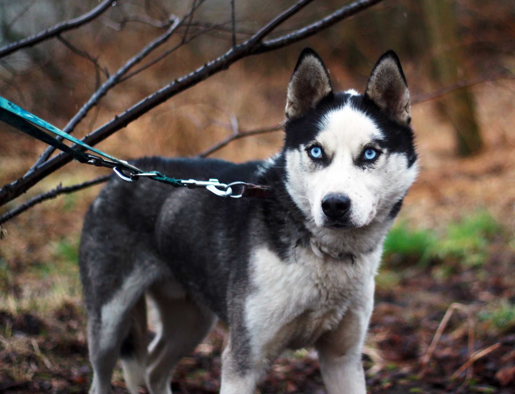 Młody, ale wystraszony pies husky szuka domu znającego potrzeby rasy