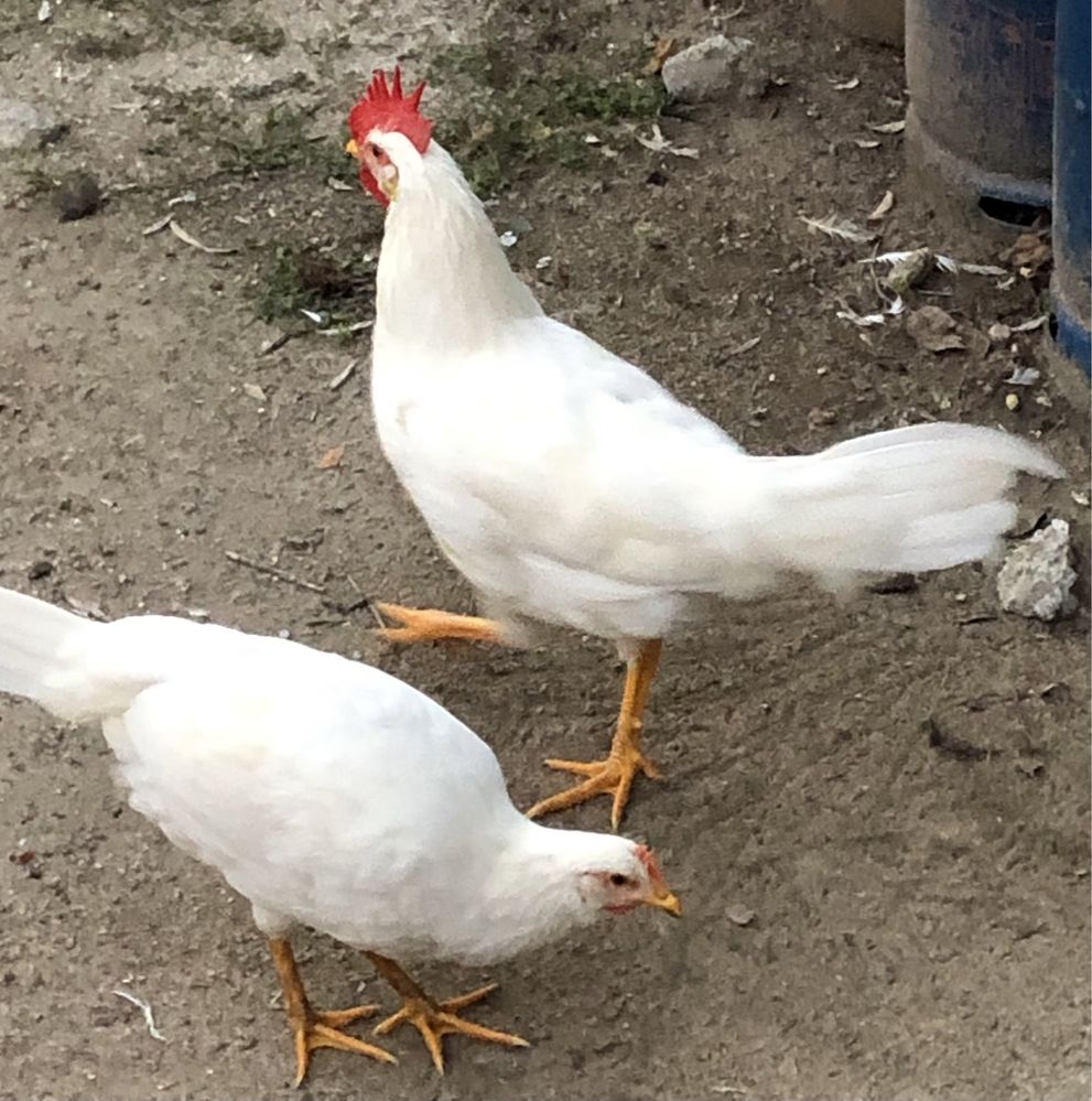 Leghorn pintos  (ovos para incubação e também pintos ) para venda