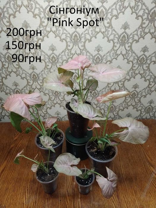 Колекційні, сортові сингоніуми.