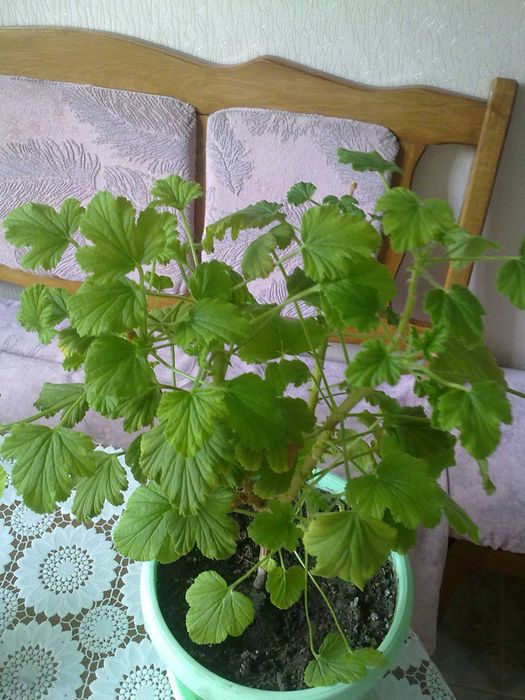Пеларгонія духмяна (пеларгония душистая) КУЩІ полуниця, лимон, кокос