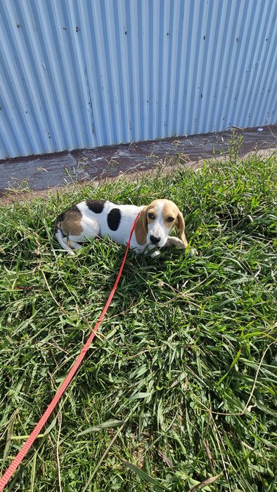 Beagle tricolo macho