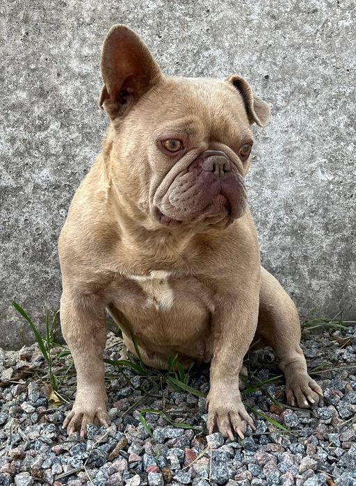 Дівчинка  шукає  нових або старих власників