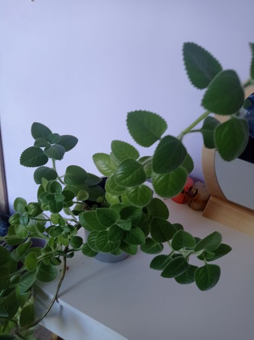 Ogromna mięta meksykańska