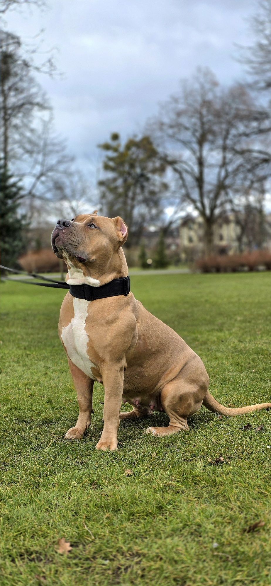 American Bully XL wnuczka Grand Championa Logana!