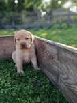 Sprzedam Labrador retriever