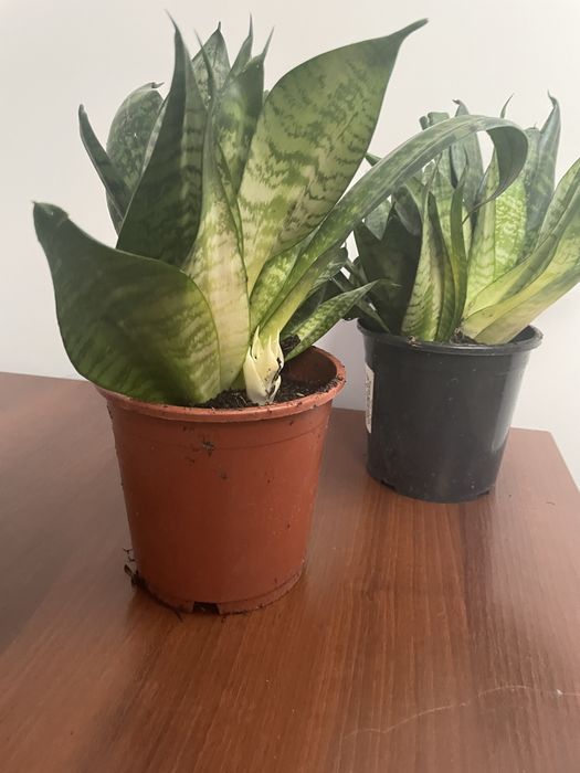Sansevieria z domowej rozsady