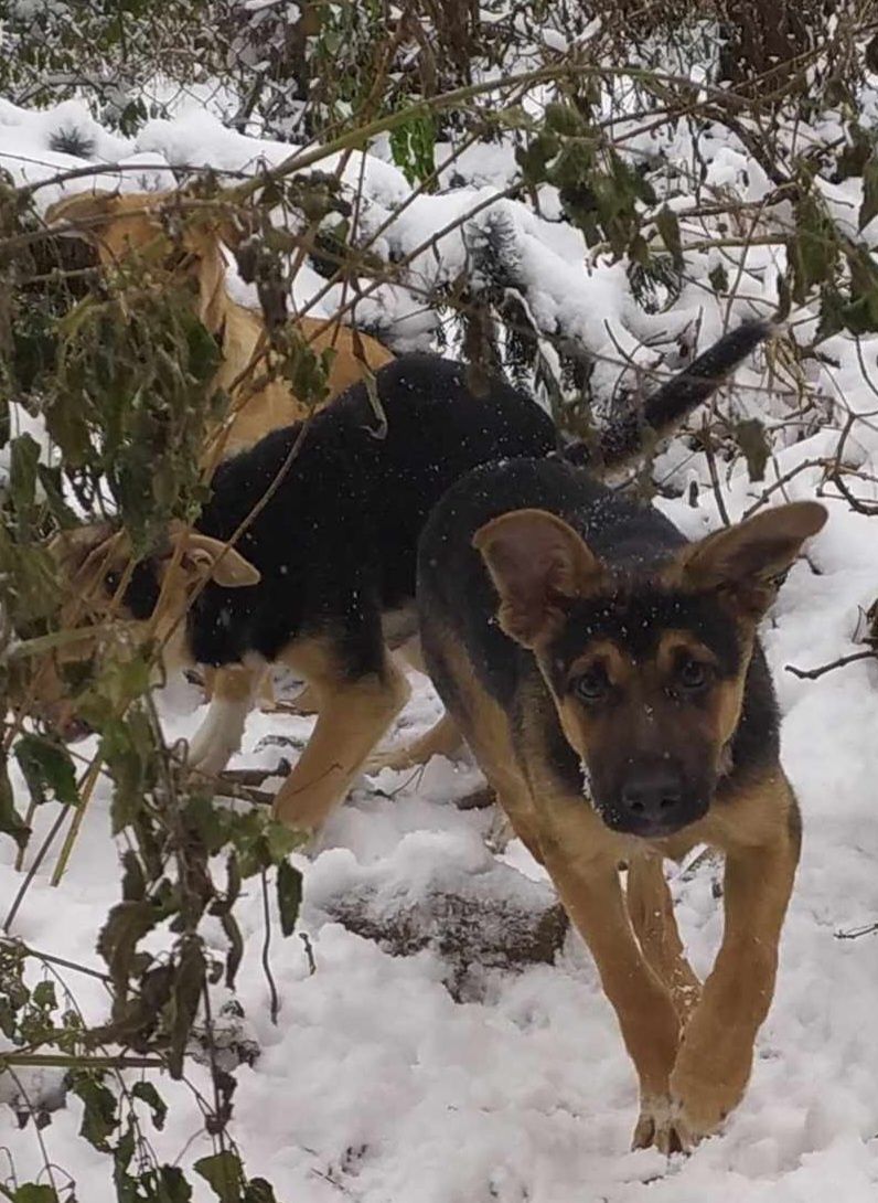 FENIX - 9 miesięczny śliczny chłopczyk do adopcji w typie owczarka