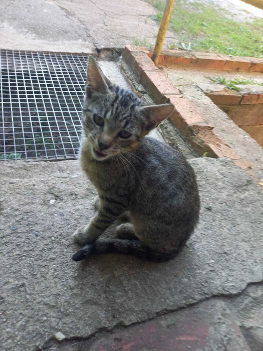 Do adopcji śliczny kocurek