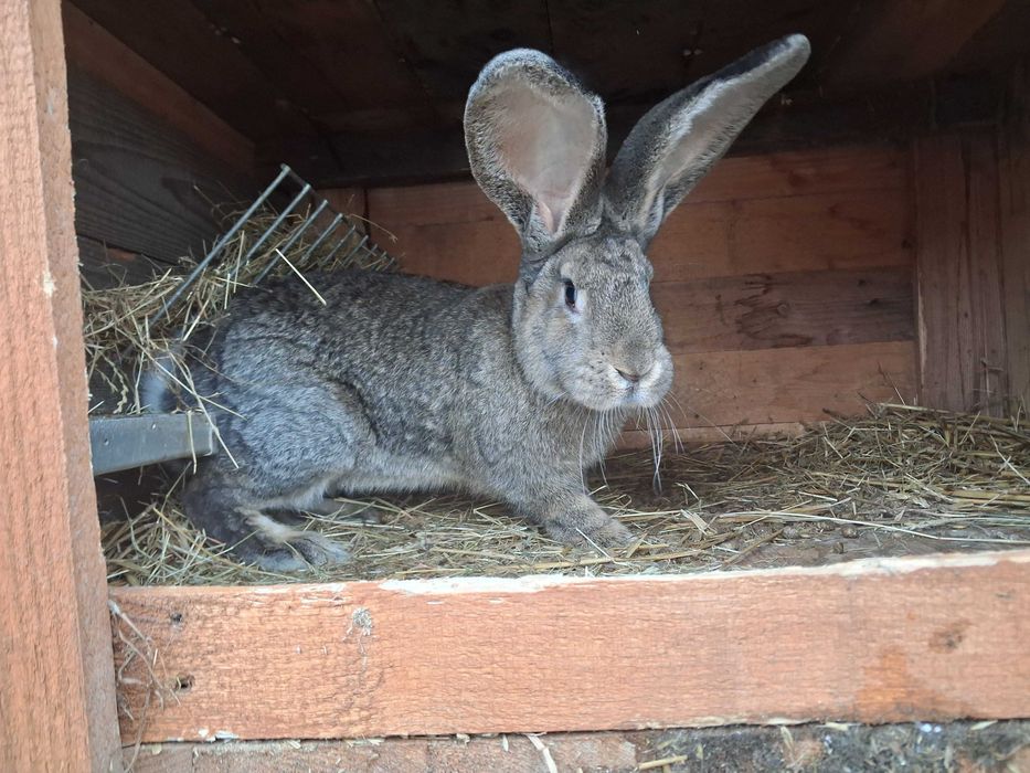 Sprzedam Młode Króliki