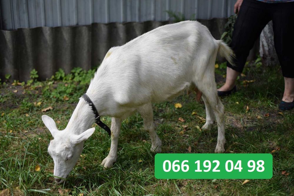 Продається молоденька кізочка (котна на другий окот)