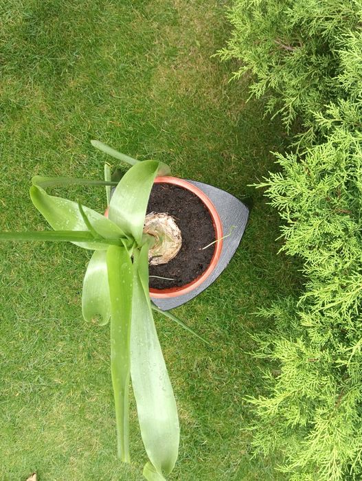 лекарственное растение индийский лук - птицемлечник и Гипераструм