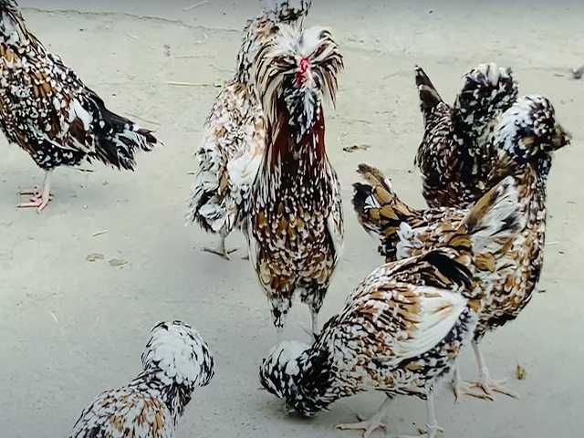 Інкубаційне яйце.(Курчата) Падуан фарфоровий, біле золото. Птиця.