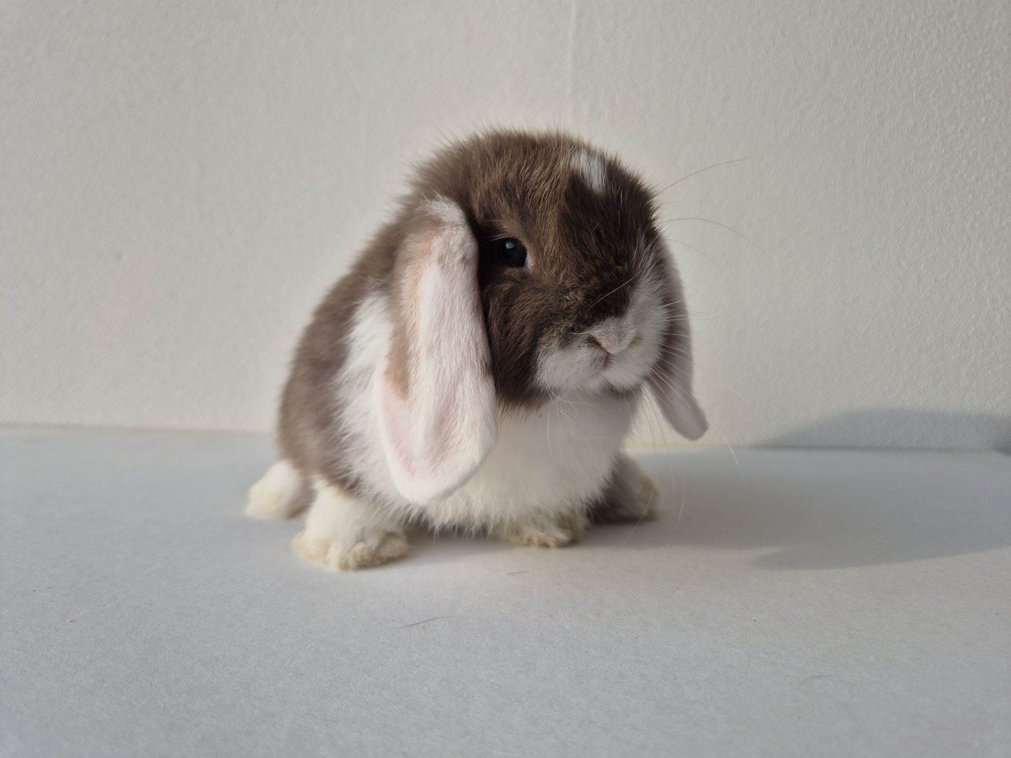 Króliki Mini -Lop