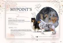 Owczarek szetlandzki (Sheltie) tricolor suczka ZKwP (FCI)