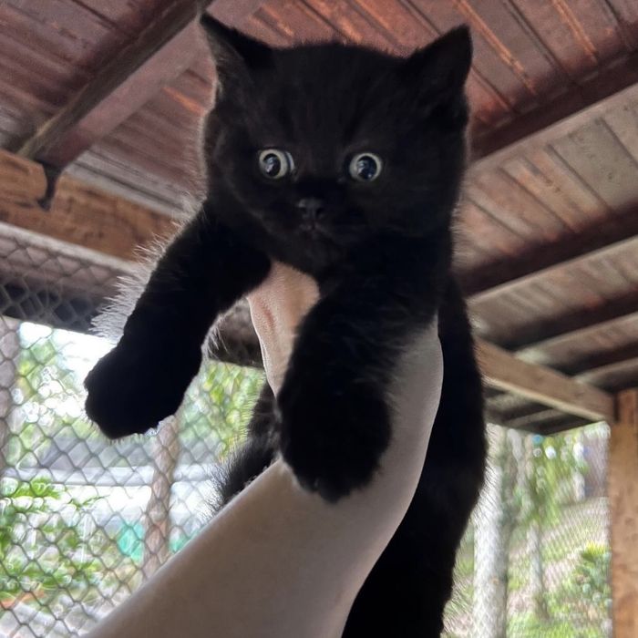 Чудові чорняшки