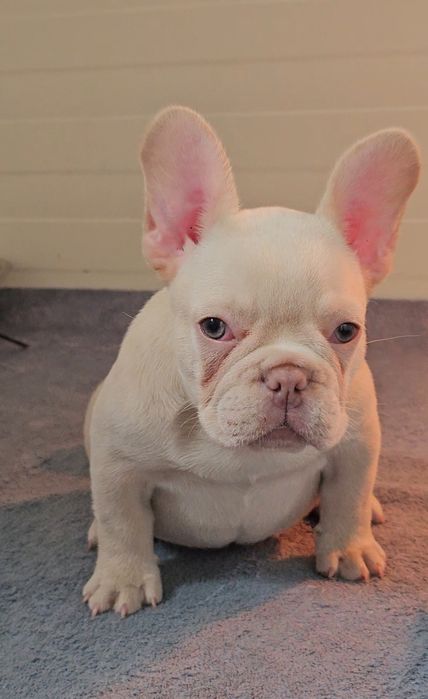 Bulldog Francês fêmea
