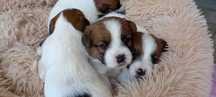 Szczeniak Piesek Jack Russell Terrier ZKwP FCI
