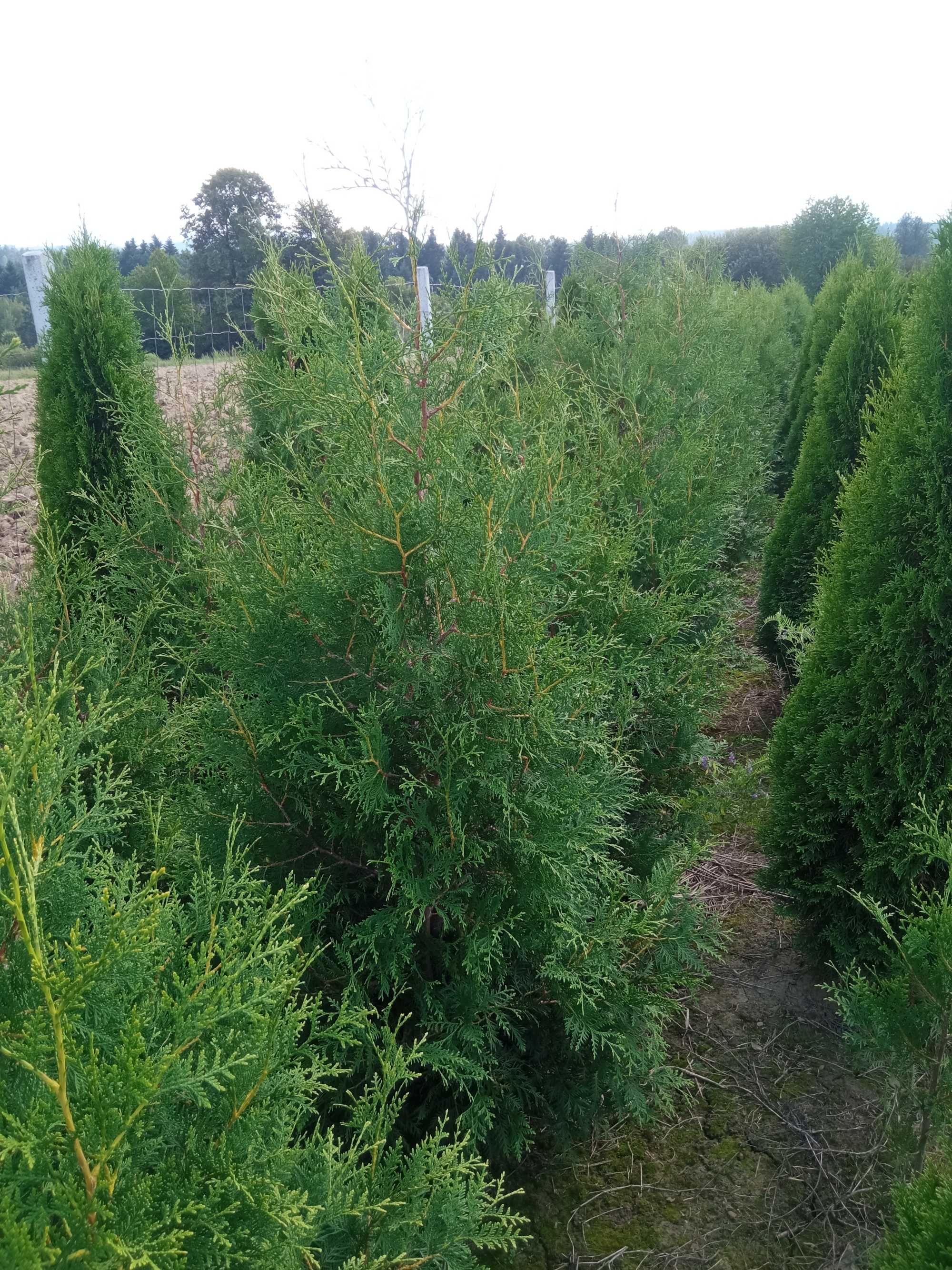 Tuje szmaragd, brabant, aureospicata, do 250cm, SADZIMY, DOWOZIMY