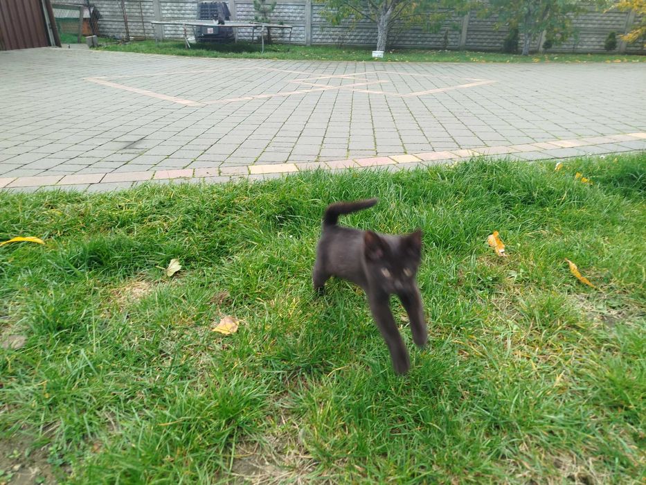 Czarna kotka do odopcji