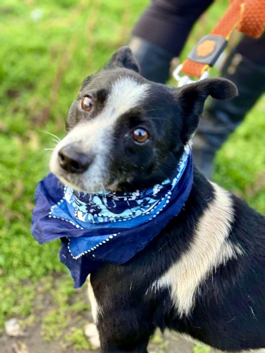 Супер песик с эвакуации ищет дом!