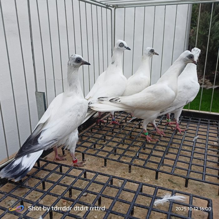 Gołębie ozdobne Wiedeńskie