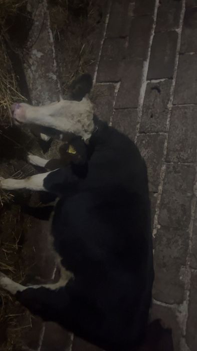 Jałówka mięsna siment