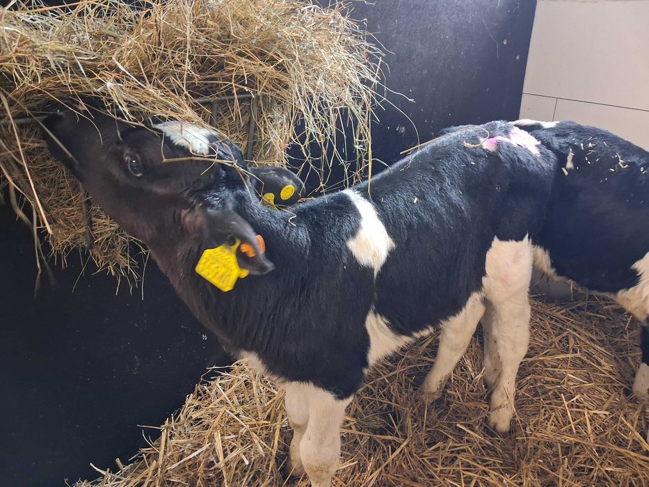 cielaki byczki polskie