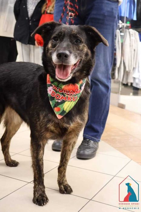 bardzo przyjazna, wspaniała sunia Kila szuka domu!