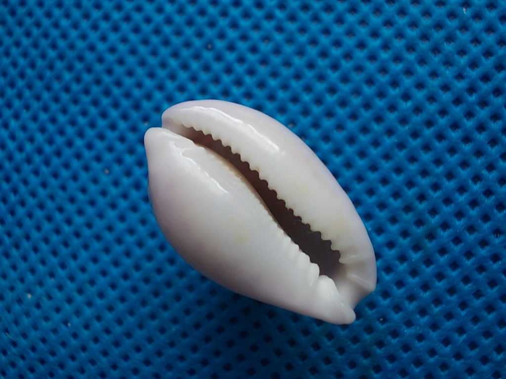 Muszle morskie- Cypraea albuginosa