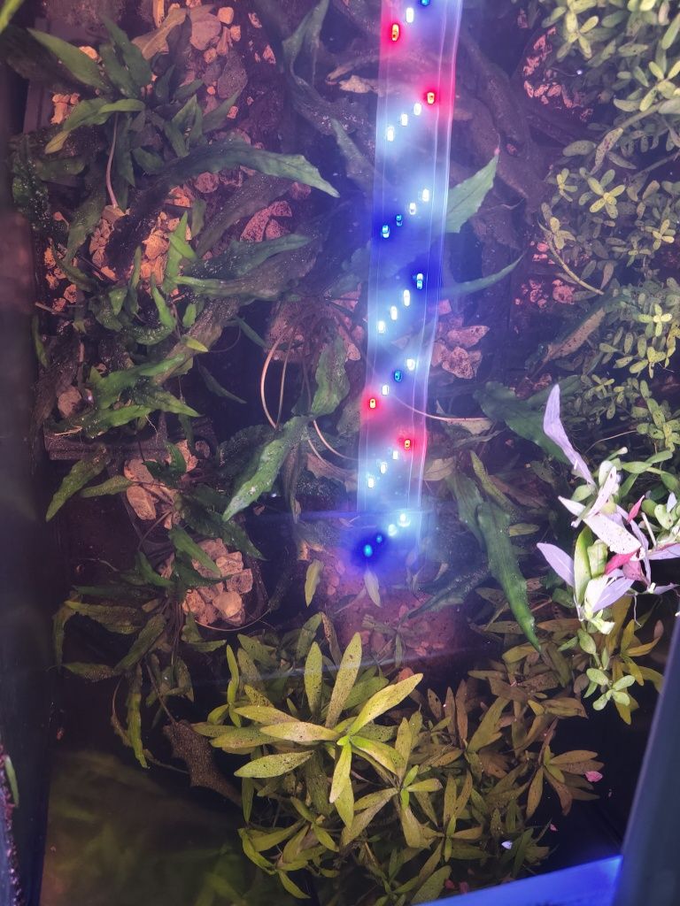 Plantas  aquário