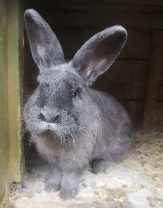 Kuna wielka, Wiedeński niebieski, mieszańce, króliki