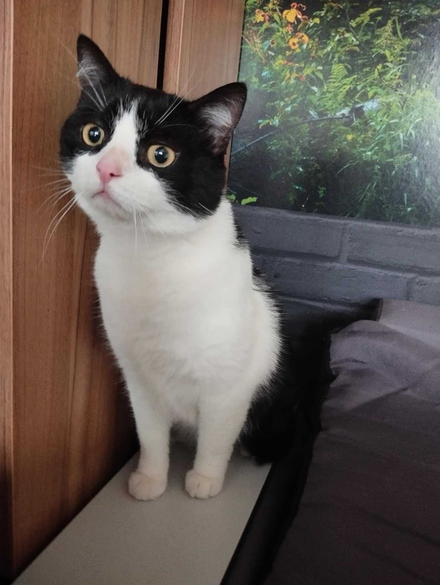 Gizmuś  śliczny kot do adopcji