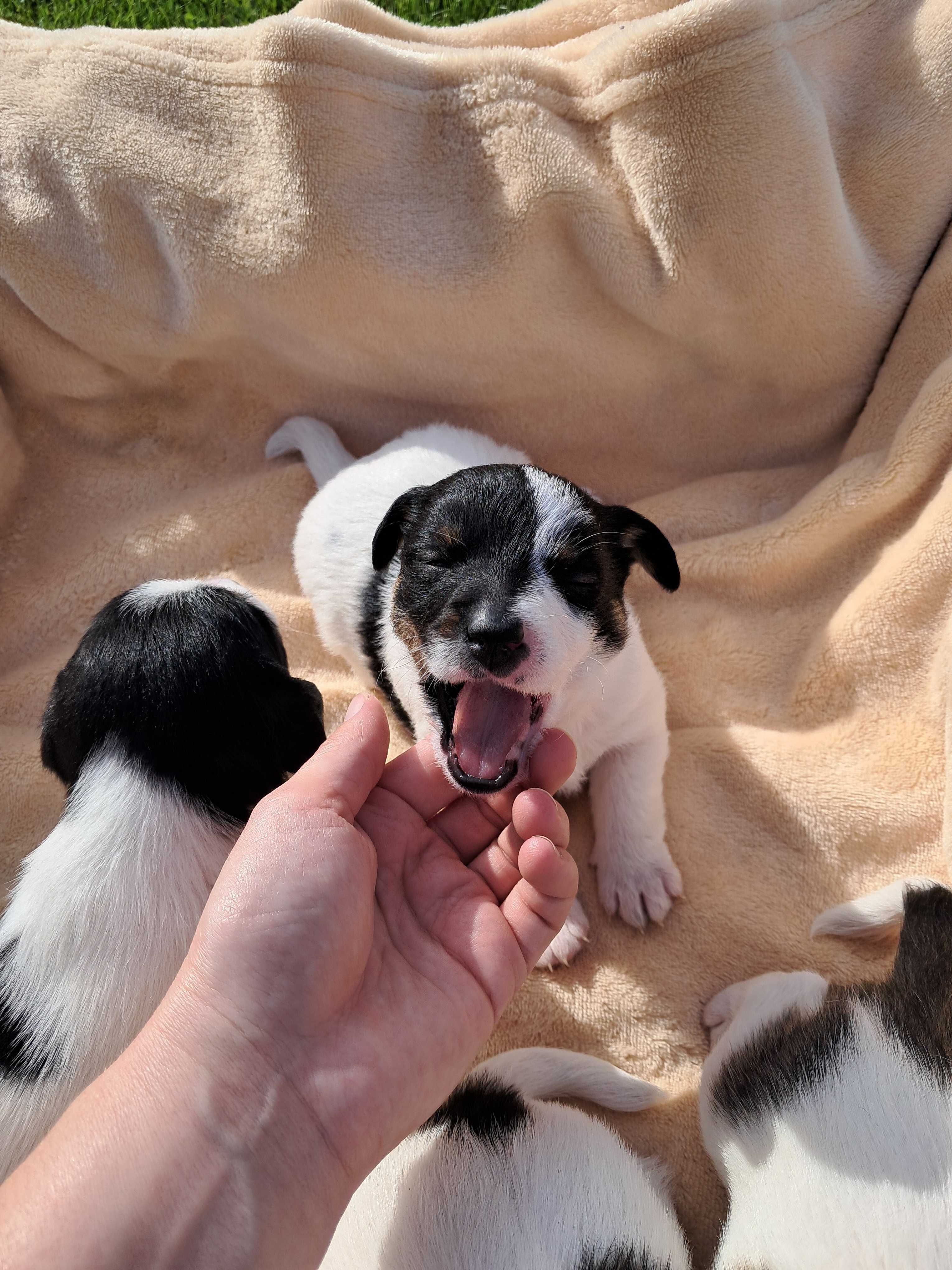 Jack Russell Terrier suczka