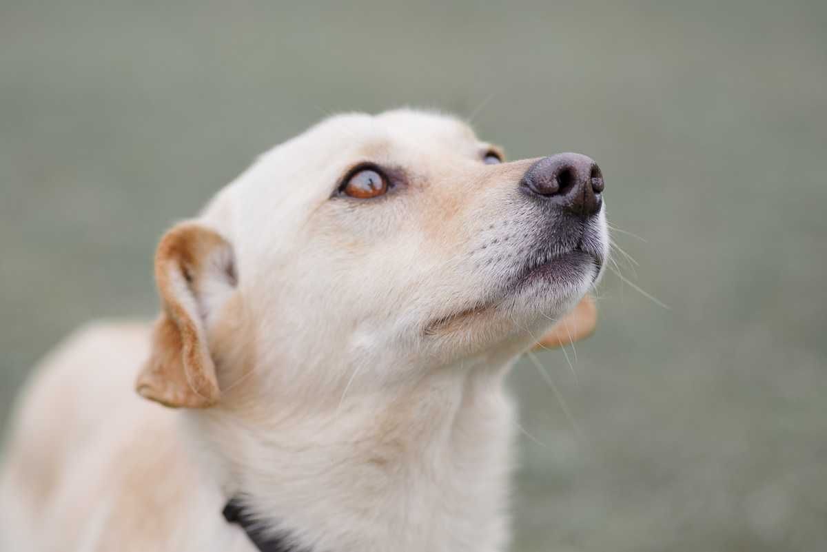 labrador mix  Gasper szuka domu schronisko Zgierz -aktualne