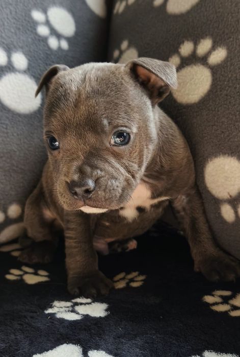 Staffordshire bull terrier staffie com LOP