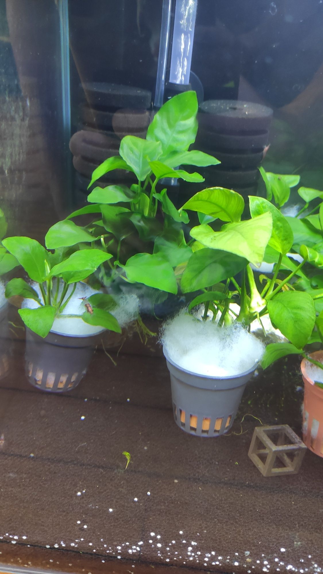 Plantas aquário anubias.