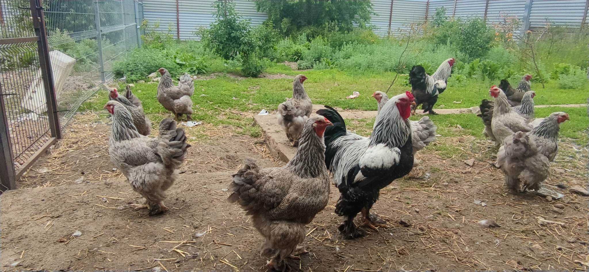 Jaja lęgowe Brahma Olbrzymia Srebrna, Lemon i Kuropatwiana OKAZJA 5zł