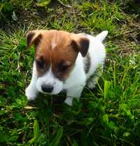 Jack Russell Terrier piesek biało- brązowy gotowy do odbioru